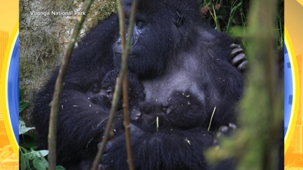 WATCH: Rare twin gorilla babies born in Congo