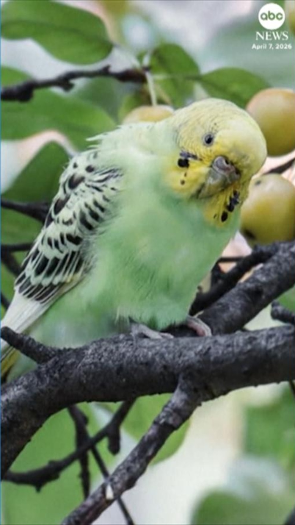 WATCH: Parakeet rescued after it was found in New York's Central Park