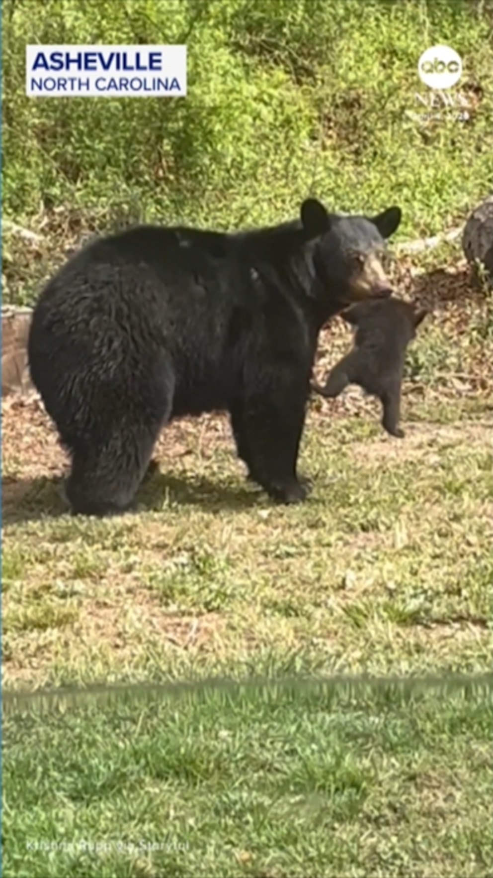 WATCH: Mother bear has her paws full trying to wrangle cubs