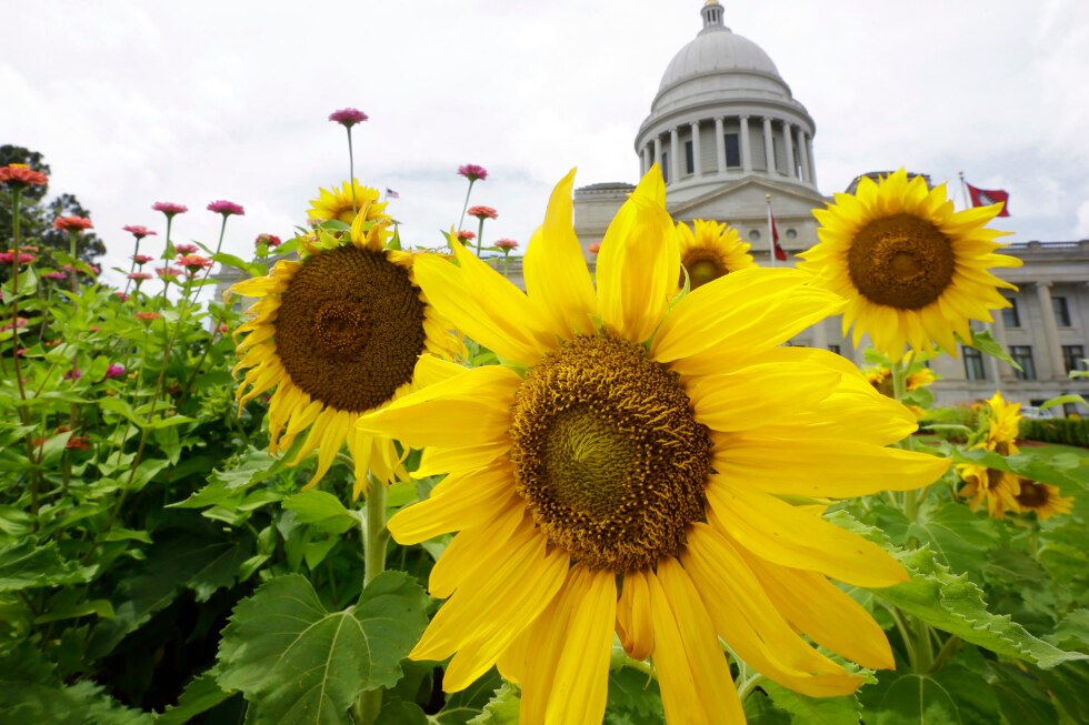 AP Decision Notes: What to expect in Arkansas’ primary runoff elections - AP News
