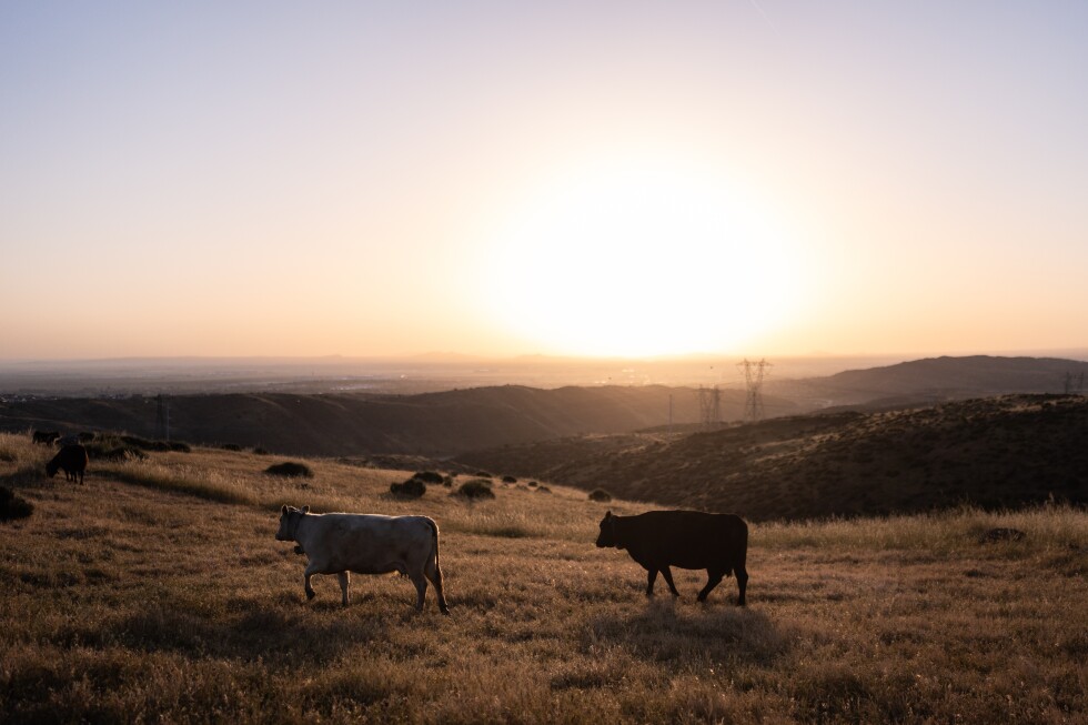 Could more cattle cause record beef prices to drop? Ranchers say it’s not that simple - AP News