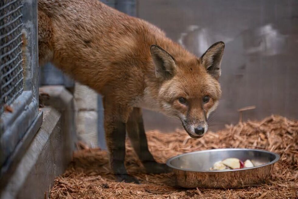 A red fox stows away on a cargo ship, traveling from England to US - AP News