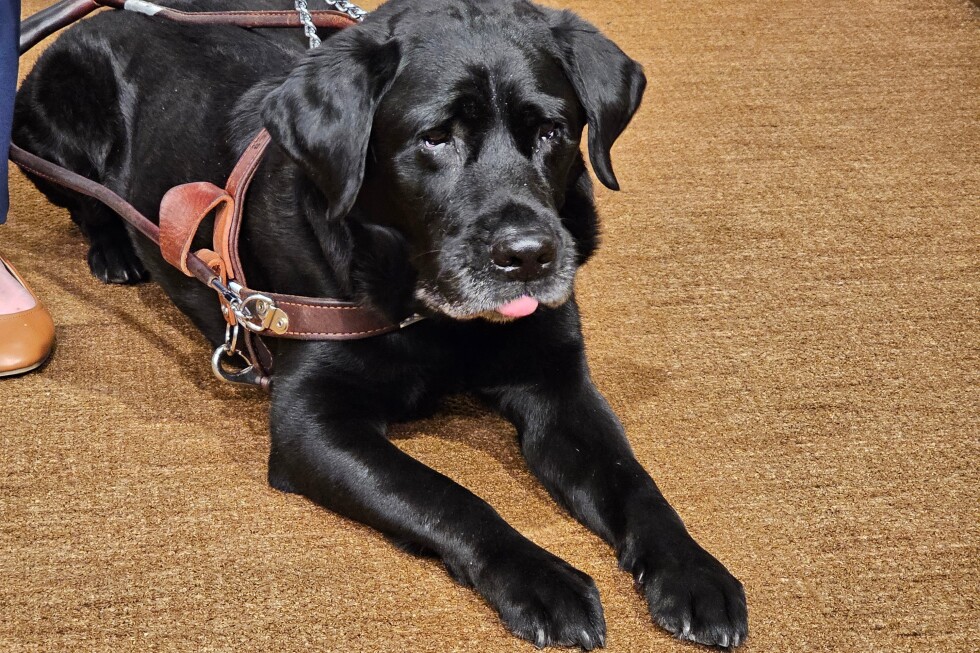 A service dog named Alfred sparked a Lyft settlement in Minnesota with nationwide reach - AP News
