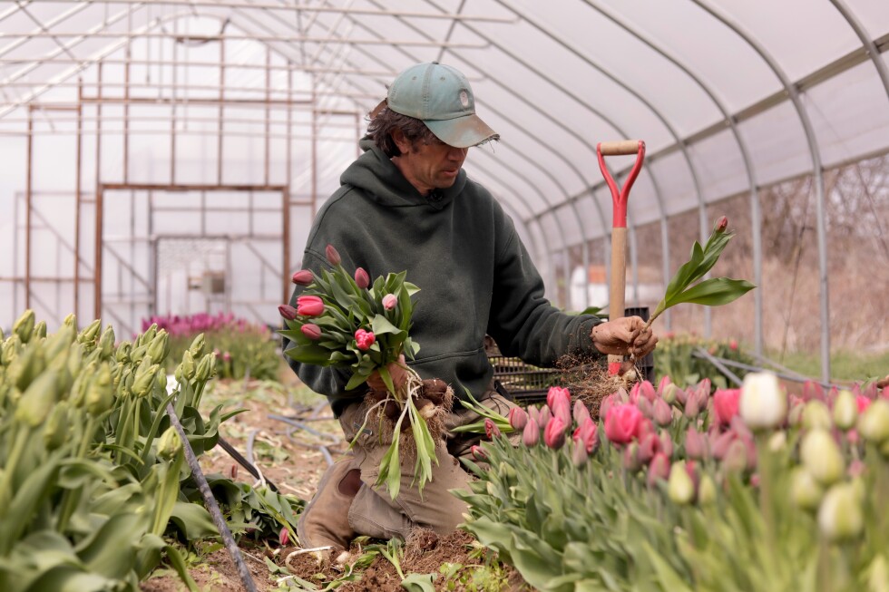 Northeast flower and fruit farmers grapple with whiplash weather - AP News