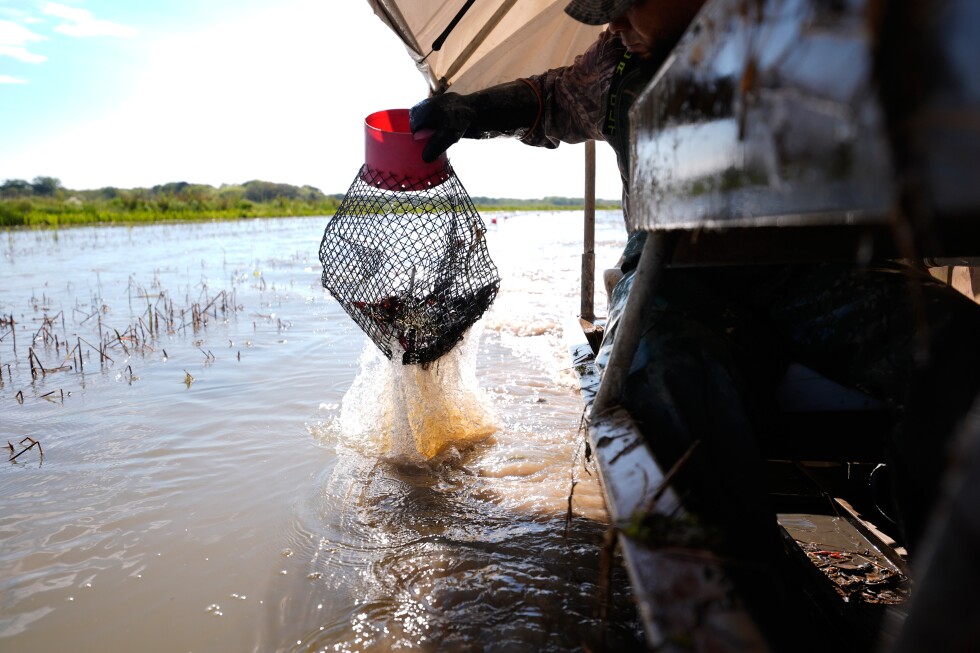 Photos shows the crawfish processing in Louisiana, an industry hit by a shortage of foreign workers - AP News