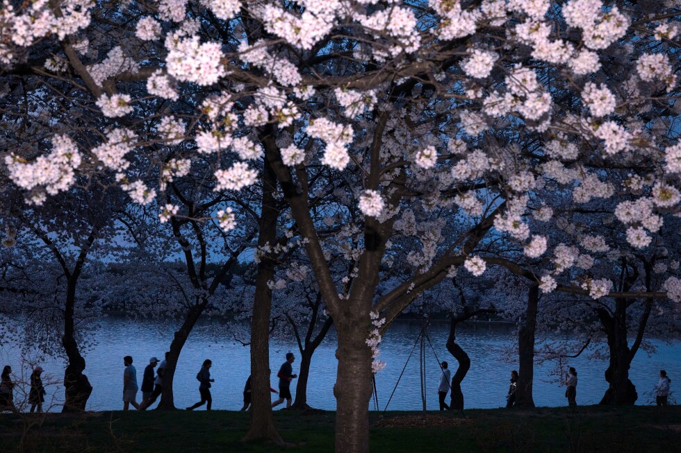 A world in bloom: Spring flowers unfold from Tokyo to Mexico, in photos - AP News