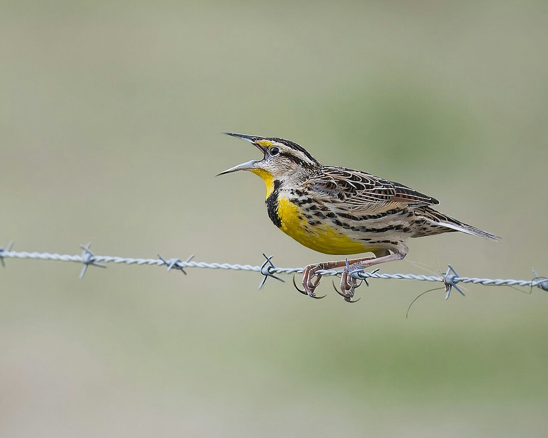 Bird losses are accelerating across North America, particularly in farming regions where agriculture is most intensive