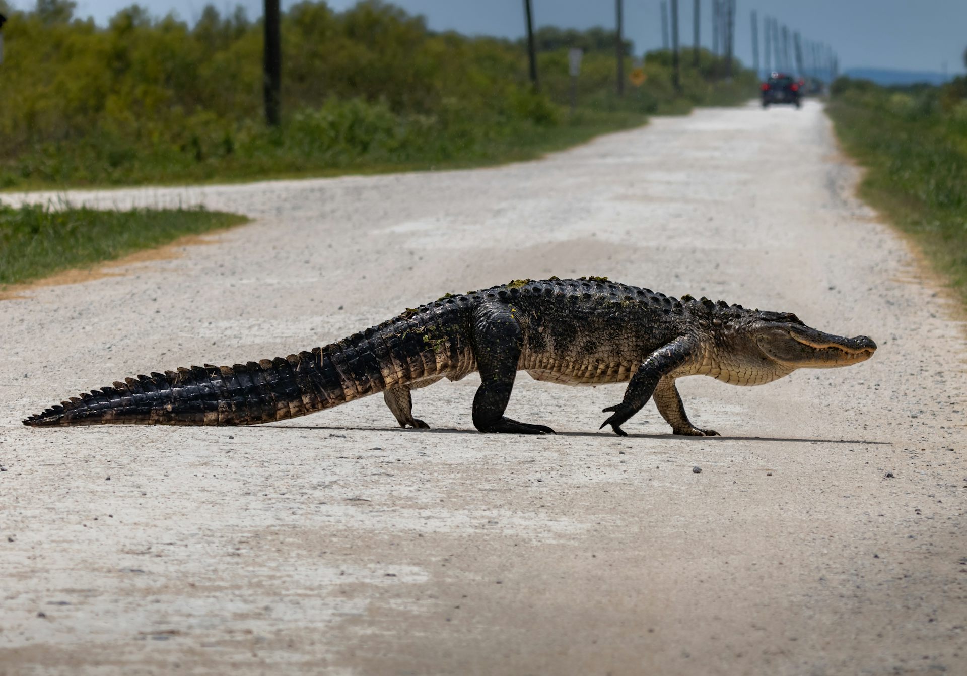 How a new mapping tool helps Florida planners protect wildlife corridors as the state grows