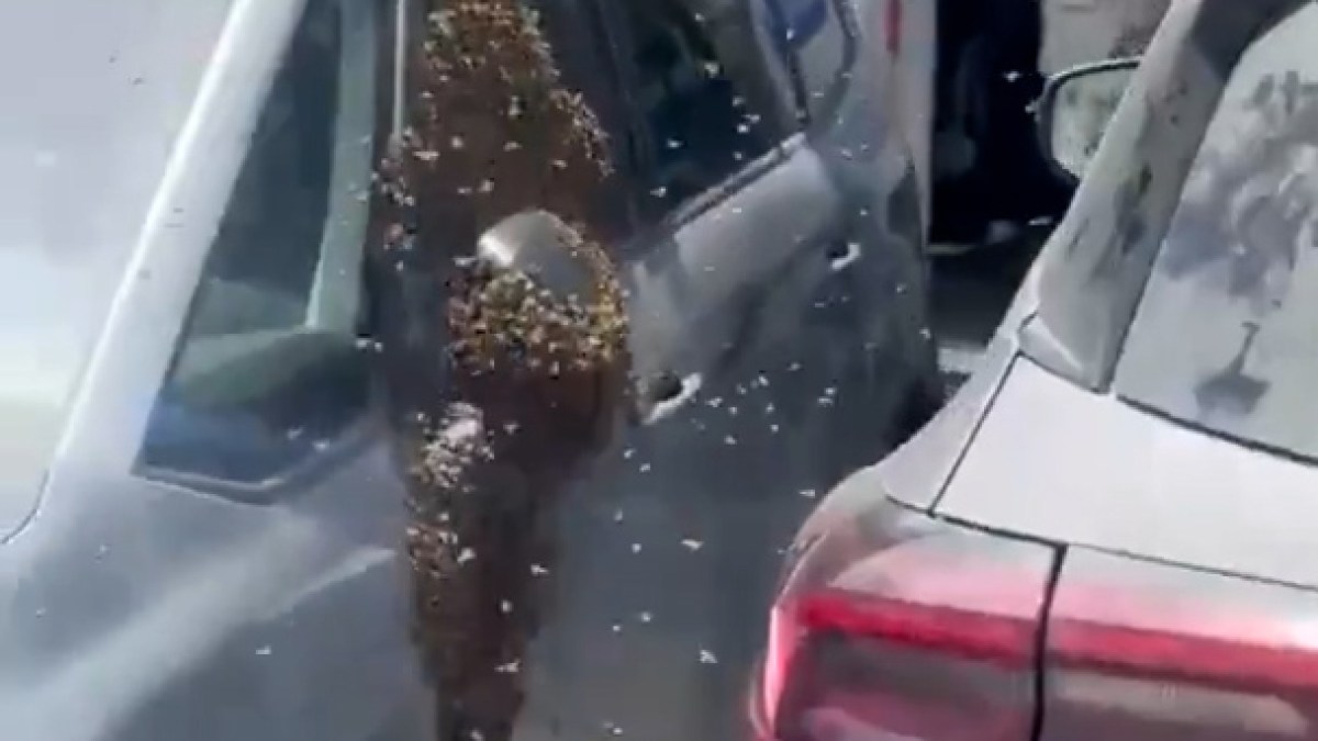 Thousands of bees swarm southern Israel