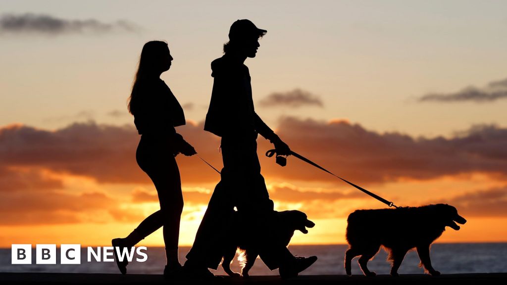 New Brazil law allows separated couples joint custody over pets