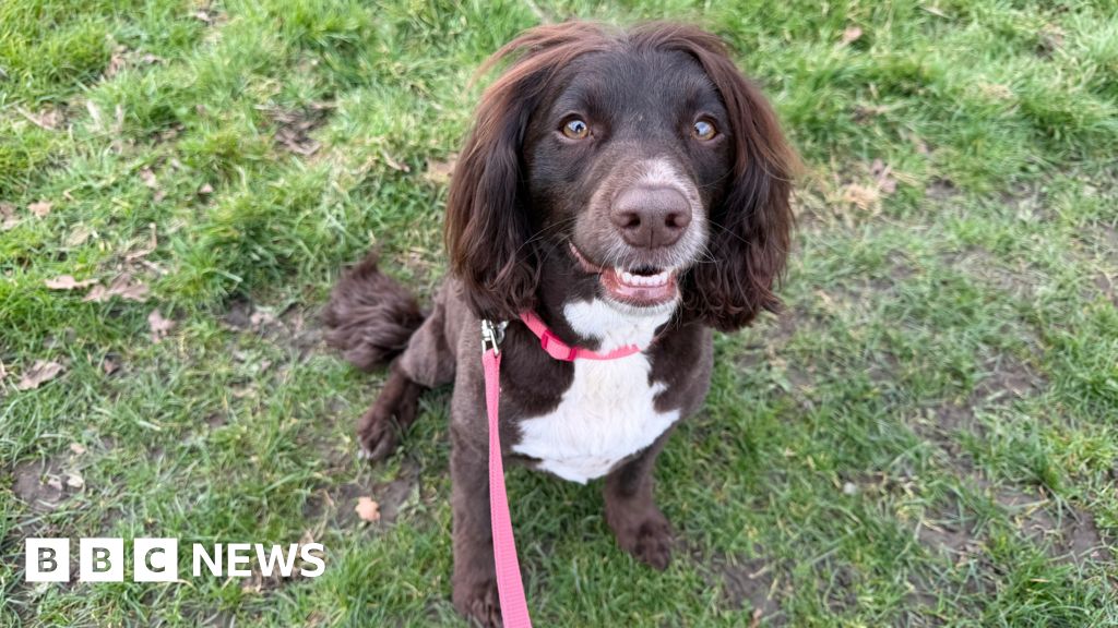 'Designer' dog owners report more problem behaviours, vets warn