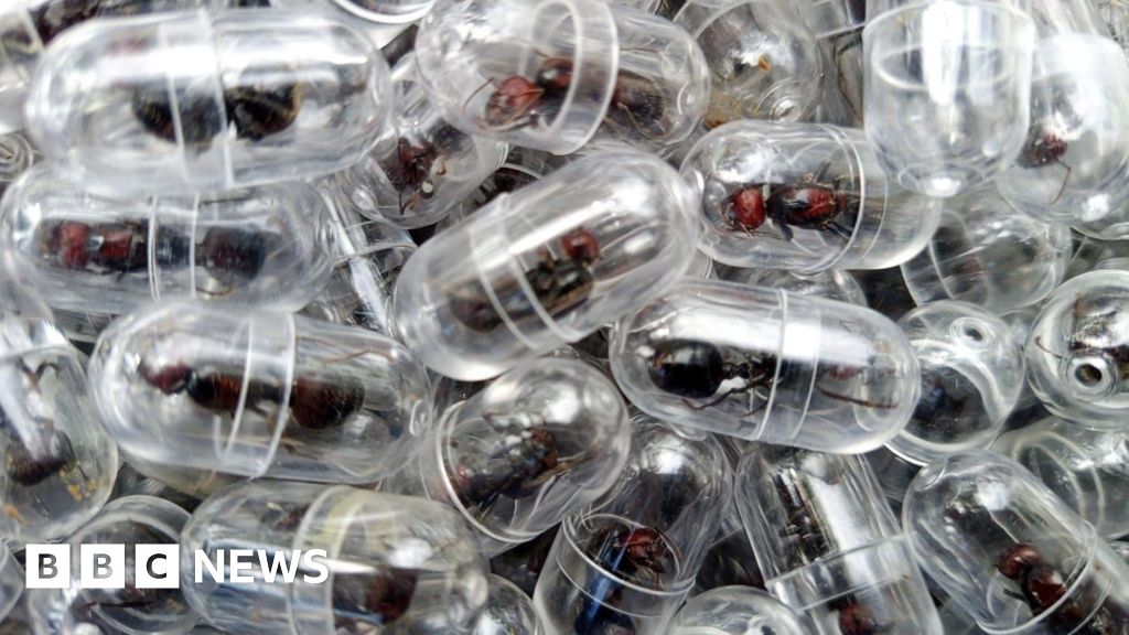 Chinese national arrested over attempt to smuggle 2,000 queen ants from Kenya - BBC