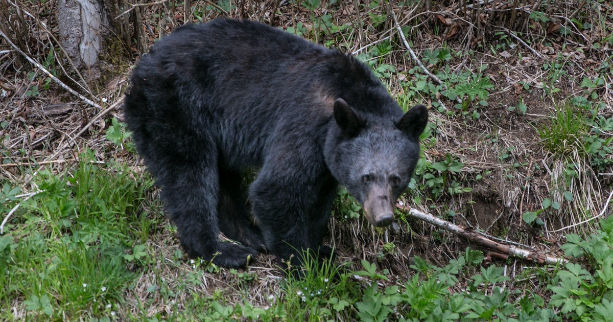 Bears chase, bite visitors at Great Smoky Mountains National Park