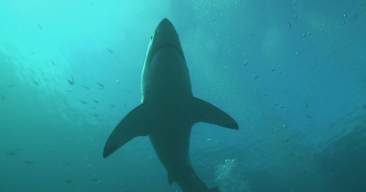 Scientists feud over South Africa's missing great white sharks