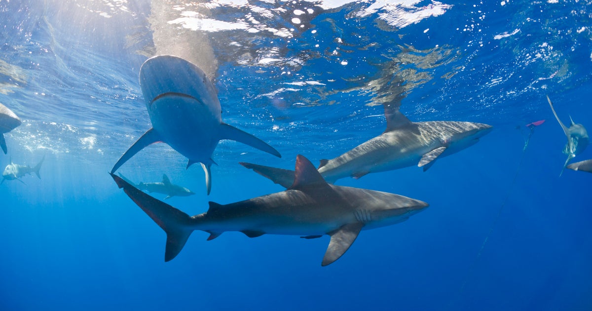 Sharks are taking a bigger bite of fishermen's catch in Hawaii
