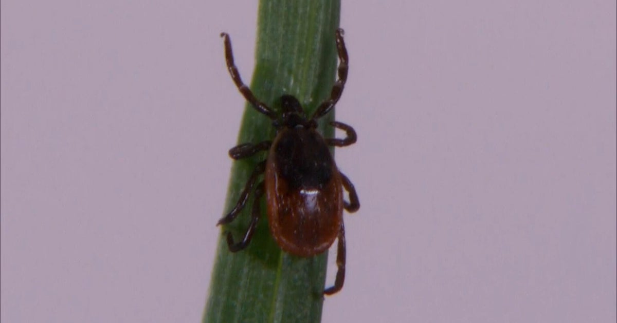 2026 expected to be another bad year for ticks