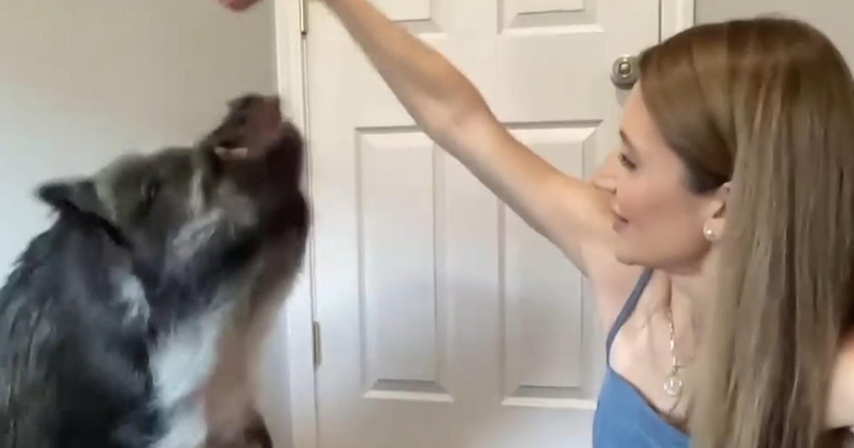 Instagram-famous "talking" pig joins CBS News after breaking Guinness World Record