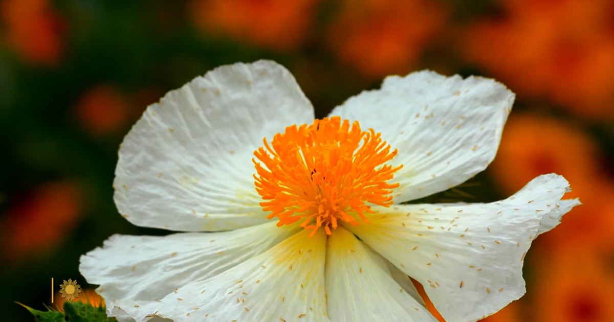 Nature: Spring in Mason County, Texas
