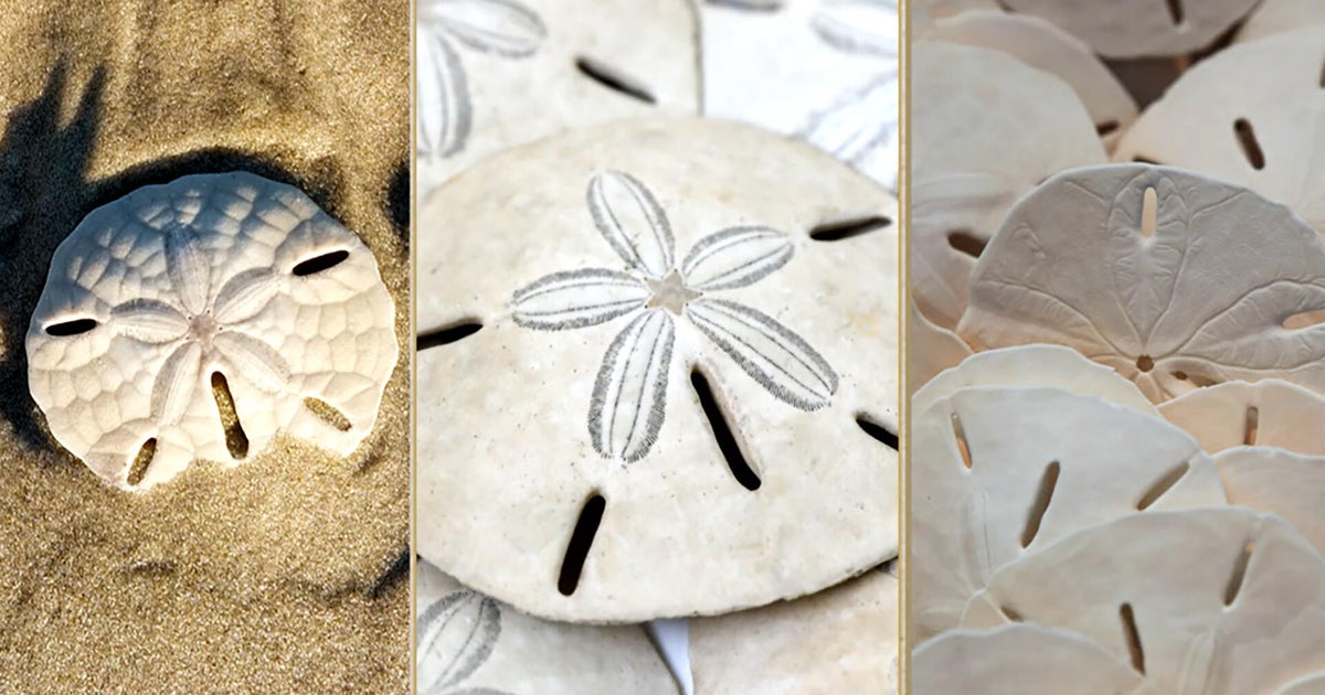 On the hunt for sand dollars