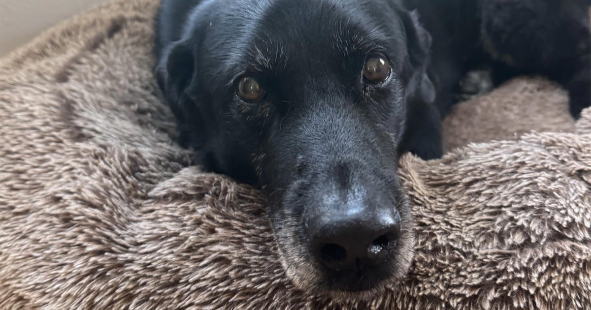 Ralph the dog's impact on science and his family