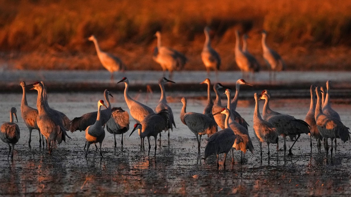 Nature’s Ability to Adapt to Human Activities Seems to be Slowing Down