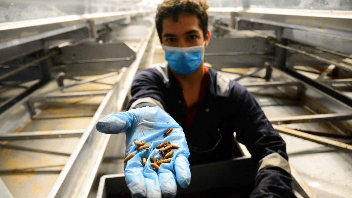 Bugs Were Supposed to be the Future of Food. Now, the Industry is Collapsing.