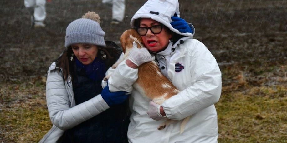 Hundreds of activists plan to raid, take dogs from embattled breeder - USA Today