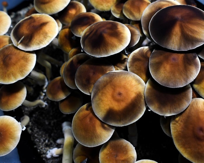 ‘I didn’t want to be on medication the rest of my life’: veteran runs psilocybin retreats for PTSD before FDA approval