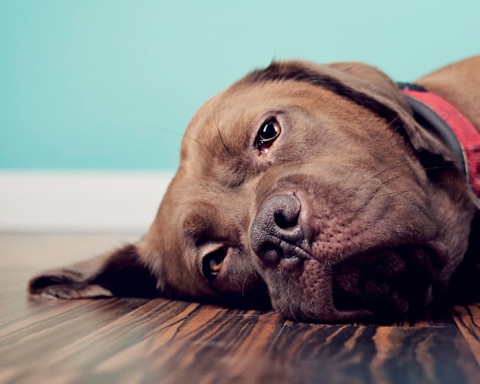 Long-promised animal cruelty prevention laws quietly shelved by Victorian government