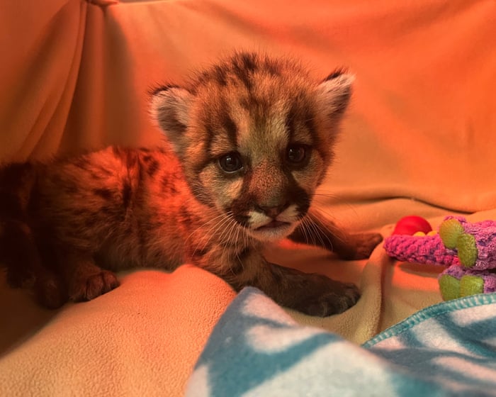 Three-week-old mountain lion cub rescued by California biologists