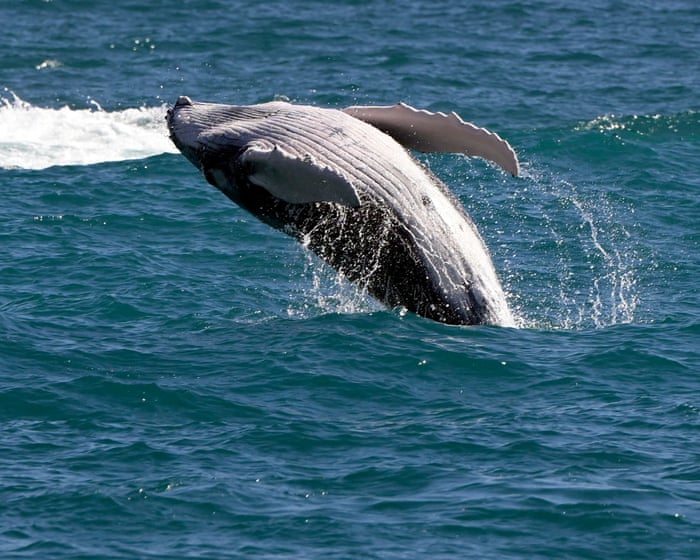Unsuspecting windsurfer collides with gray whale in the San Francisco Bay
