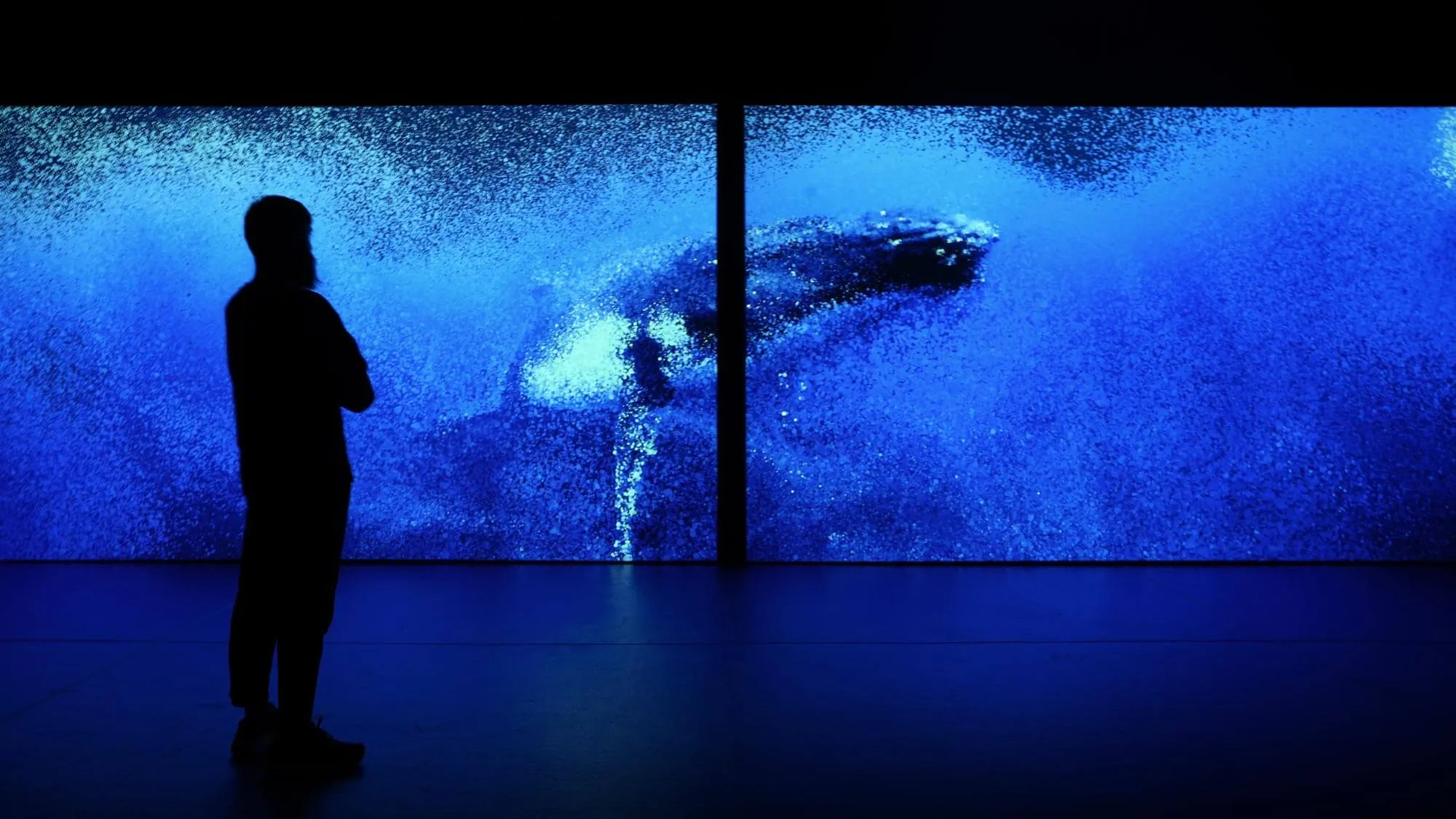 SEEING ECHOES IN THE MIND OF THE WHALE