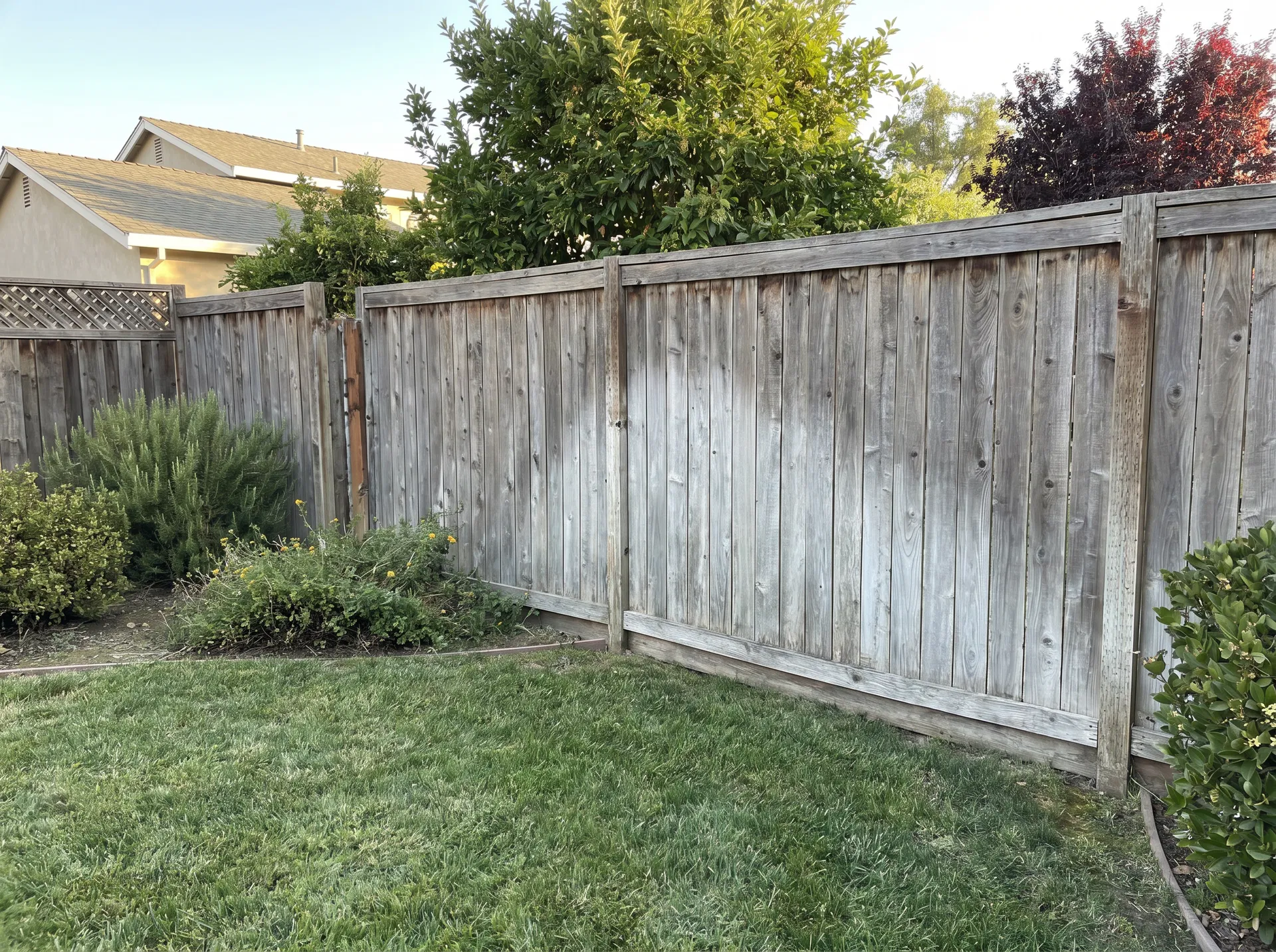 A gently aged cedar fence — silver-grey, a little tired, but not destroyed