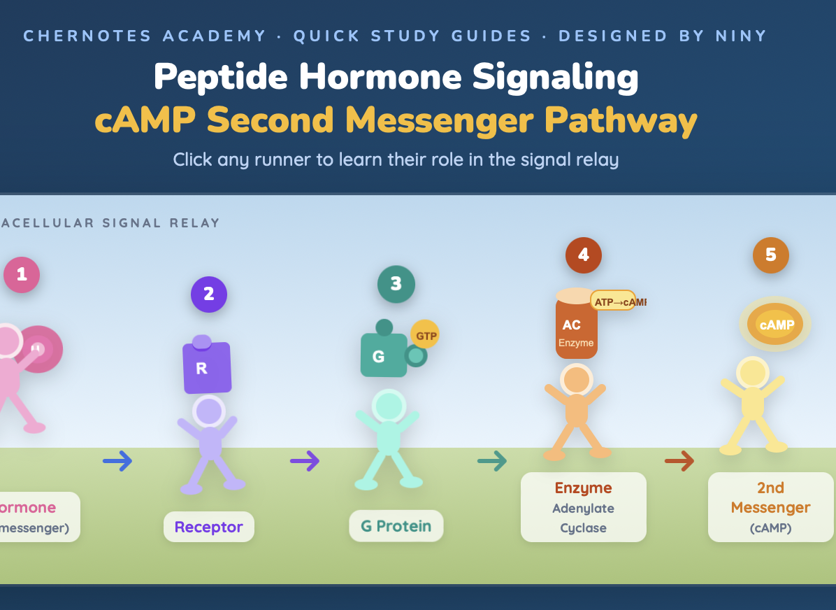 cAMP Study Guides w/Annotations CherNotes