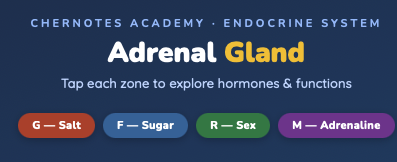 Adrenal Glands w/Annotations CherNotes