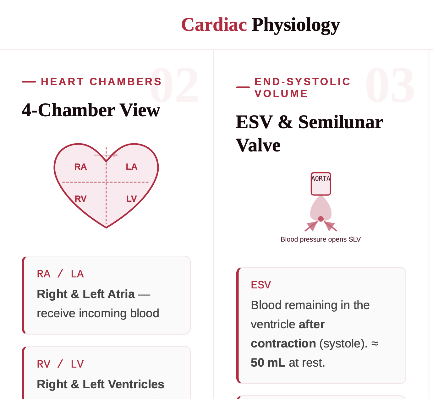 EDV ESV Quick Study Guide CherNotes