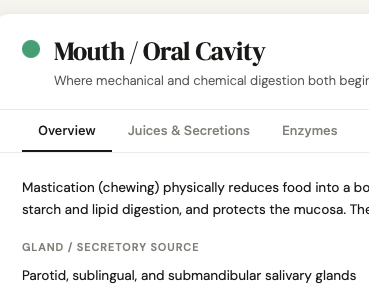 Digestive System Interactive CherNotes