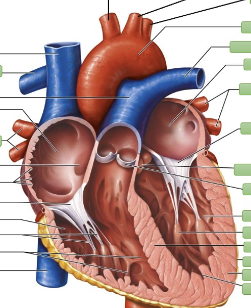 Heart labeling Interactive CherNotes