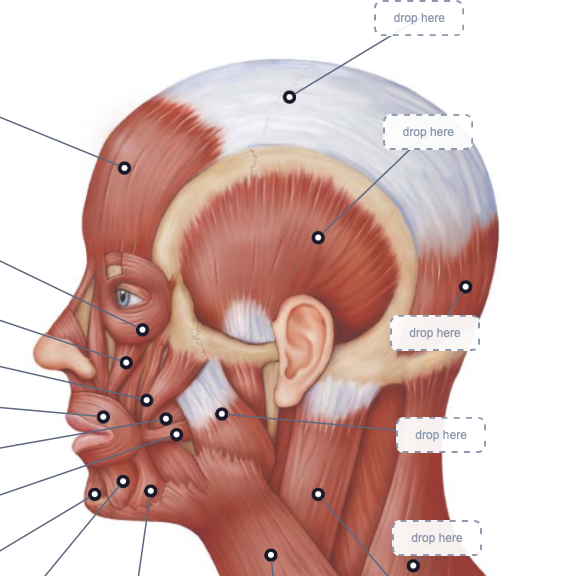 Muscle CherNotes Interactive Labeling
