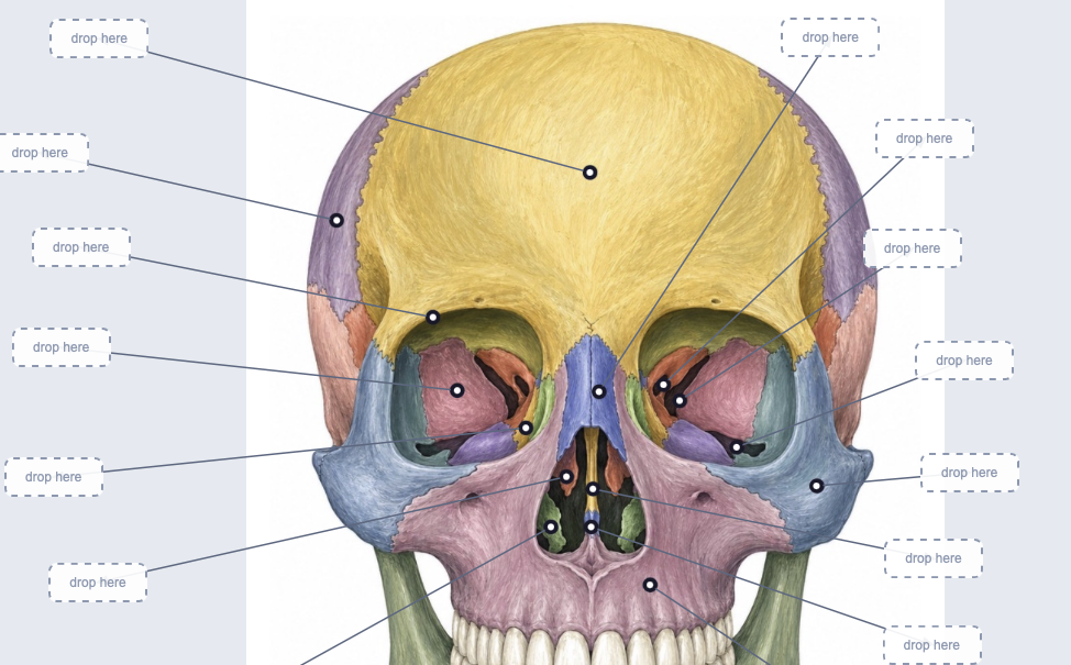 Skeleton CherNotes Interactive Labeling