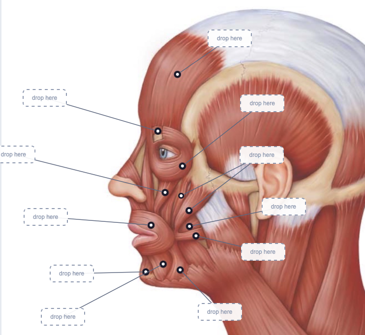 Muscle CherNotes Interactive Labeling