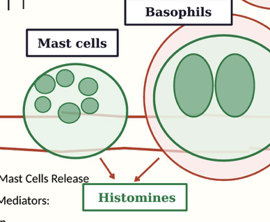 Inflammation Schematics w/Annotations CherNotes