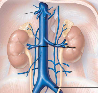 Renal Interactive Study Guide CherNotes