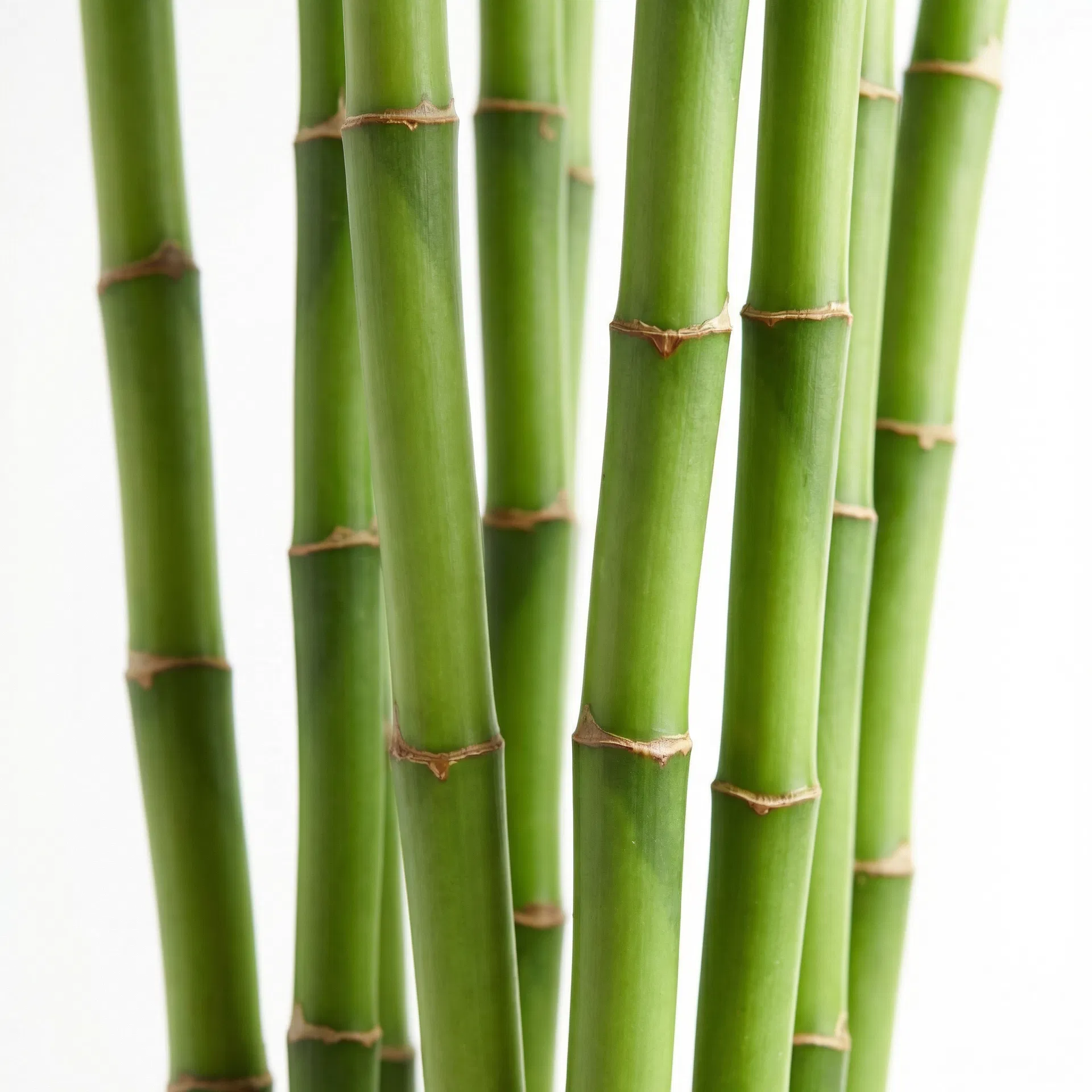 Bamboo