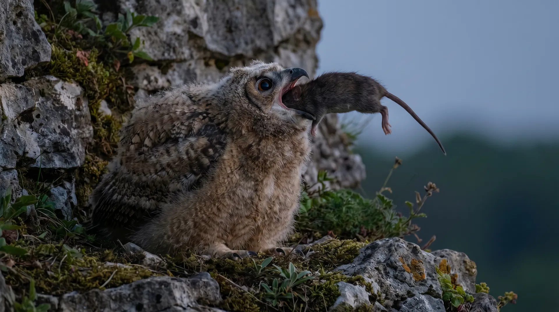Gestion de Proie : le jeune hibou tente d'avaler un rat entier.