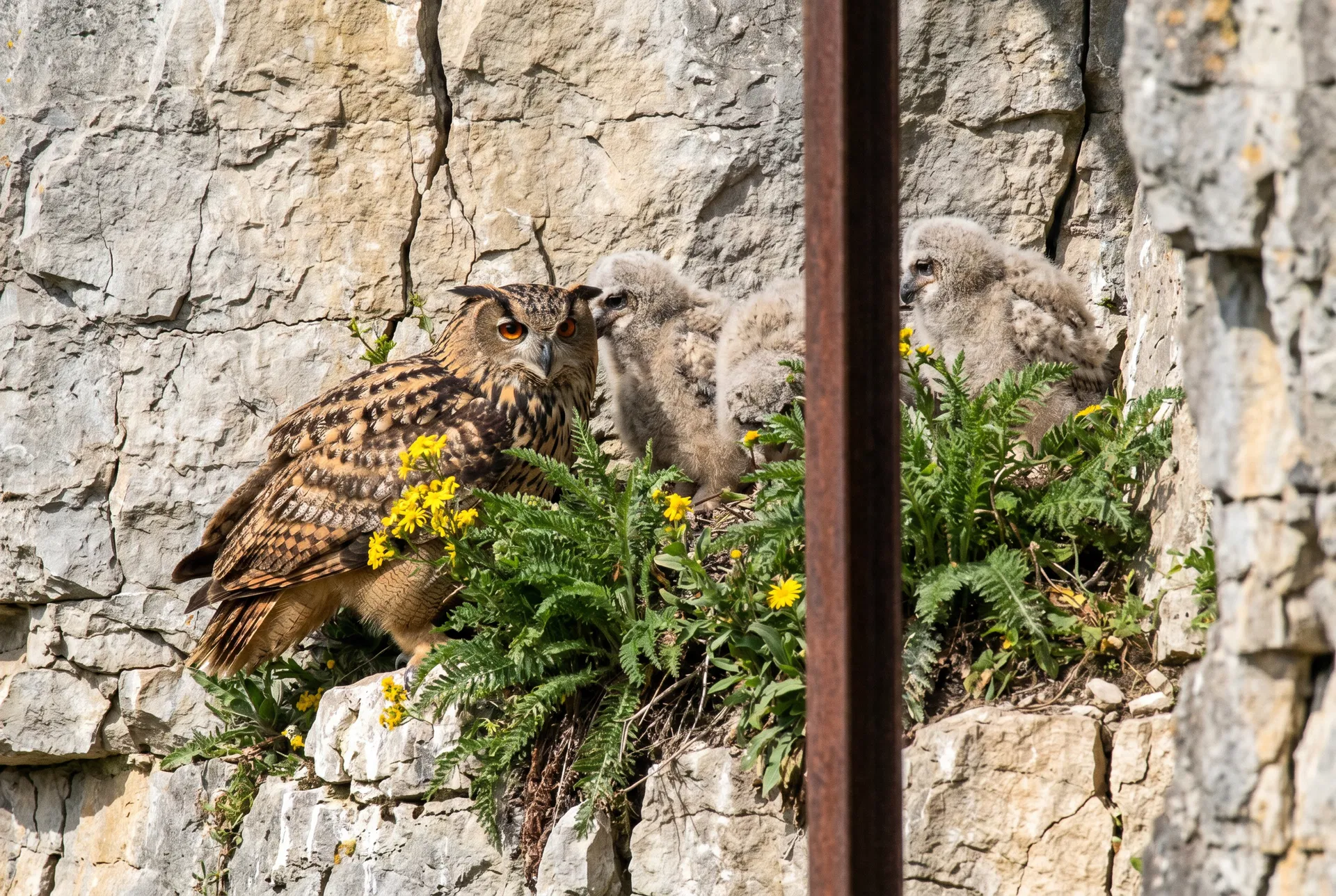 Planche photographique montrant la femelle de grand-duc et les jeunes sur la corniche rocheuse.