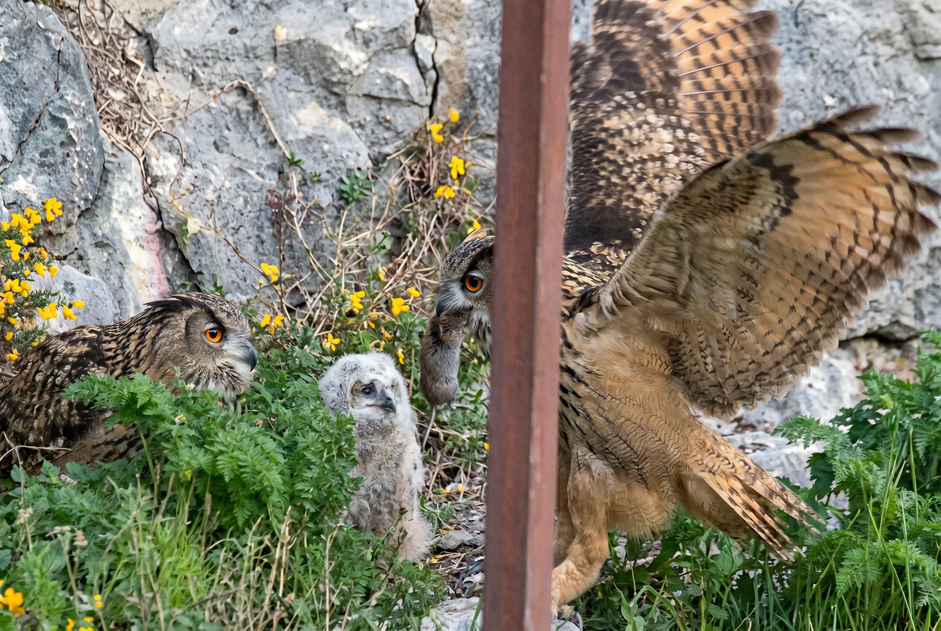 Le mâle grand-duc arrive avec une proie au bec sur la corniche de Couvin.
