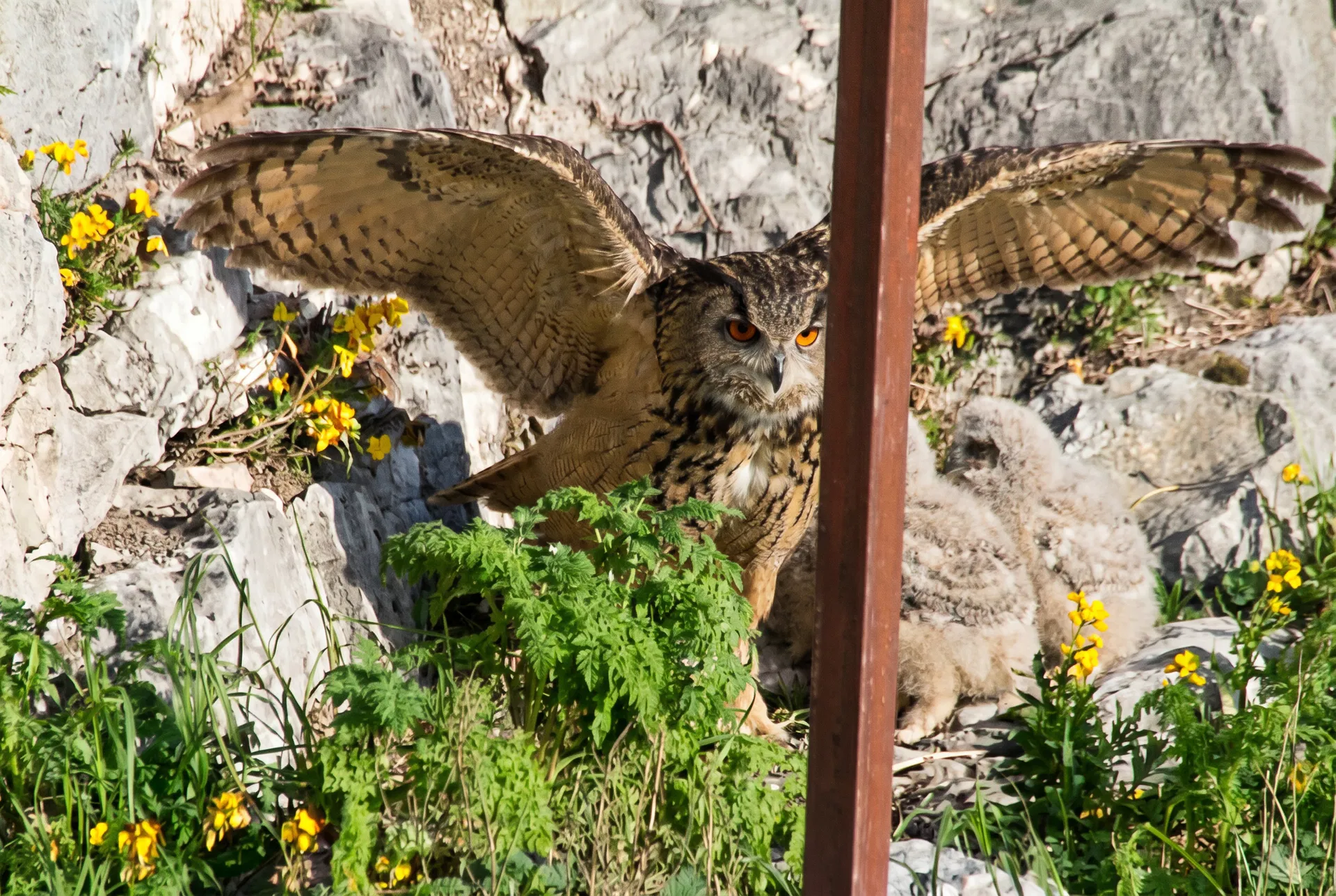 La femelle de grand-duc déploie les ailes sur la corniche pour protéger les jeunes.