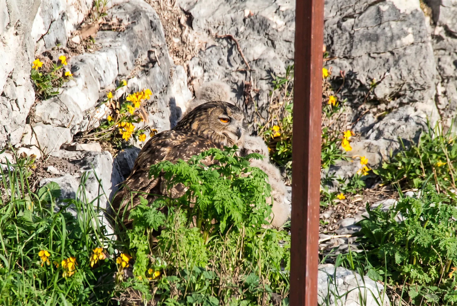 Retour au calme sur la corniche avec la femelle et les jeunes rassemblés.