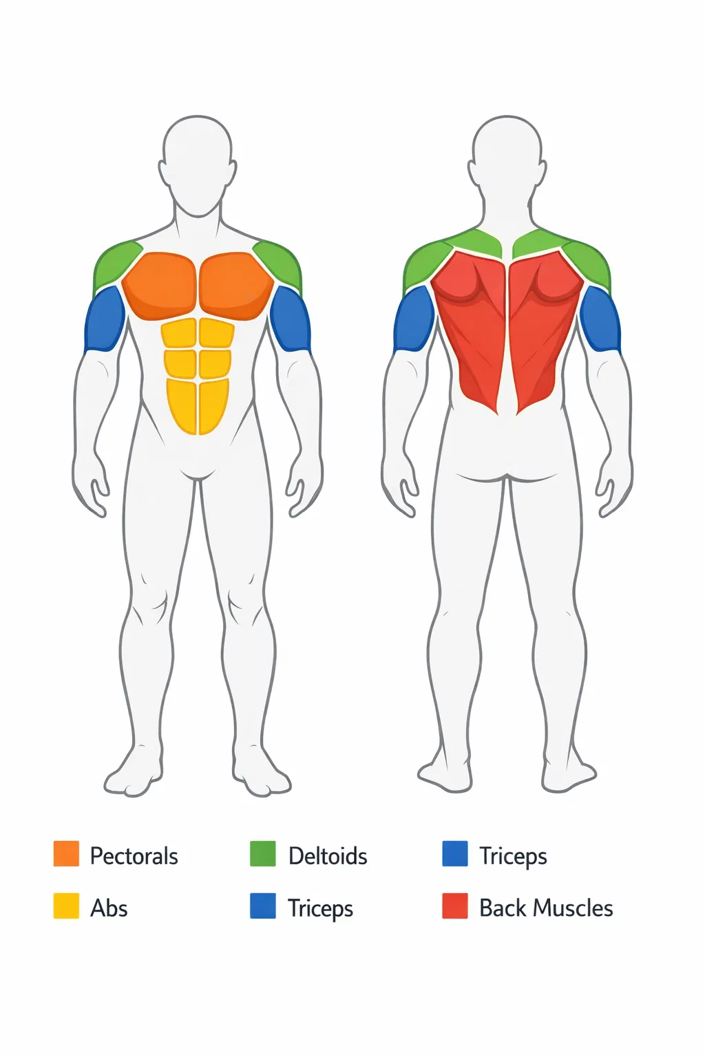 Diagrama de músculos trabajados